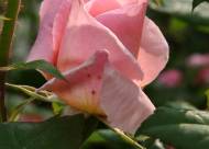 Villa Giustiniani – Fotogallery il Roseto – 19